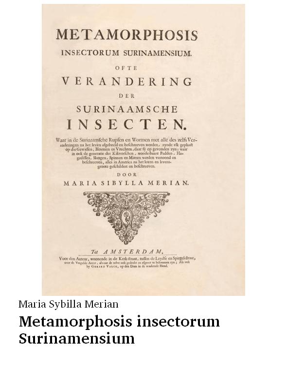 Metamorphosis insectorum surinamensium