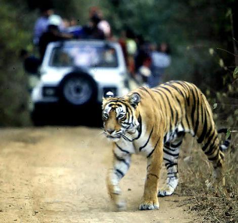 The Night of The Tiger