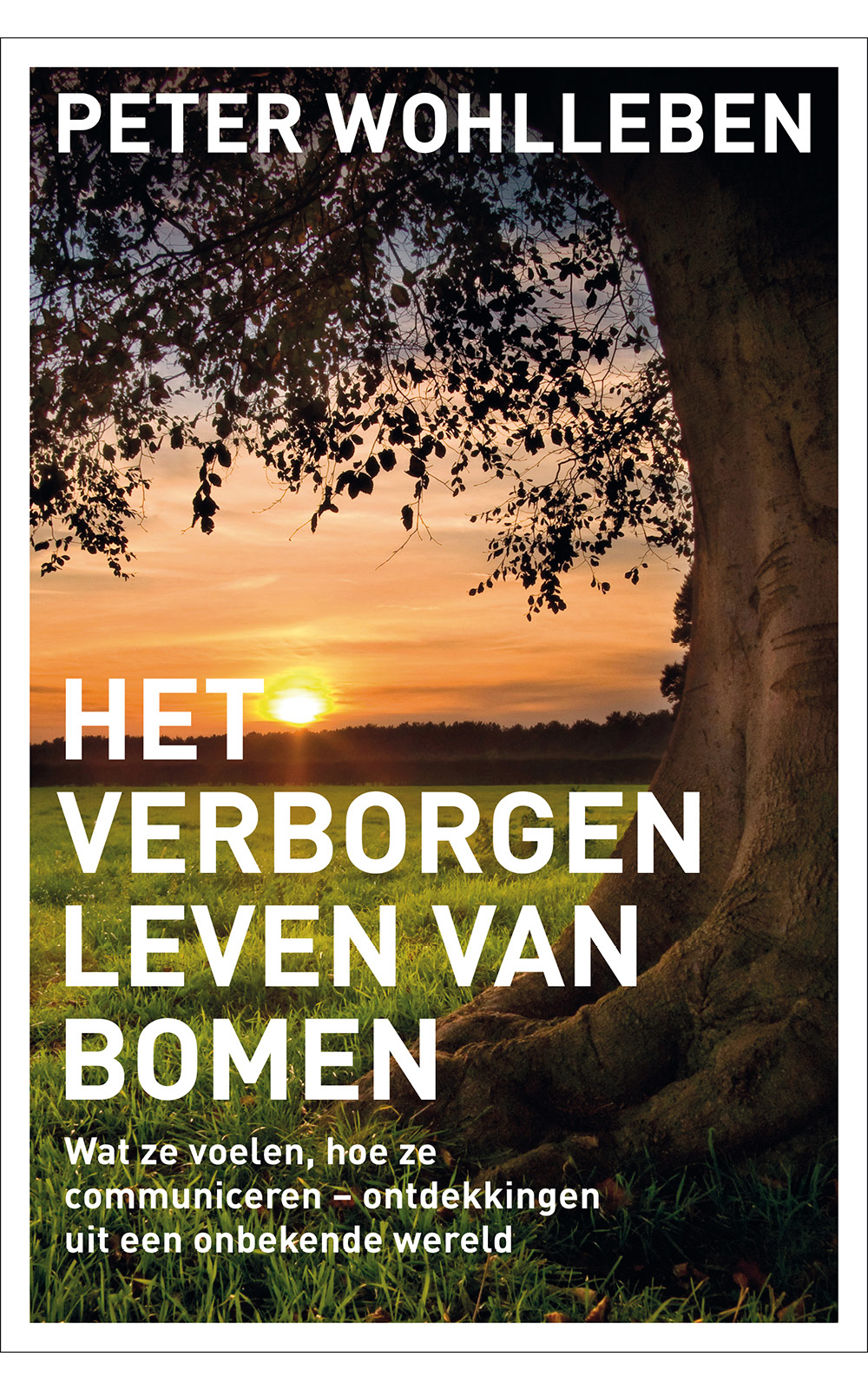 HET VERBORGEN LEVEN VAN BOMEN